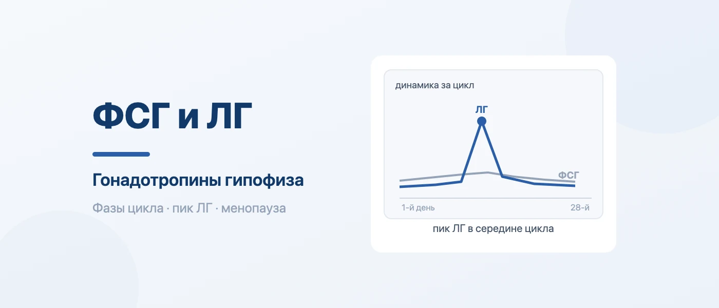 Иллюстрация к статье: ФСГ и ЛГ: норма, на какой день цикла сдавать и соотношение