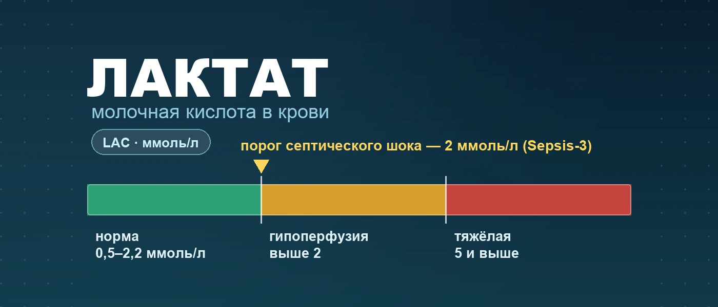 Иллюстрация к статье: Лактат крови (LAC): норма, что показывает, расшифровка